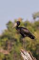 061 Botswana, Chobe NP, afrikaanse gaper